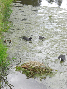 Meerkoet nest.jpg6