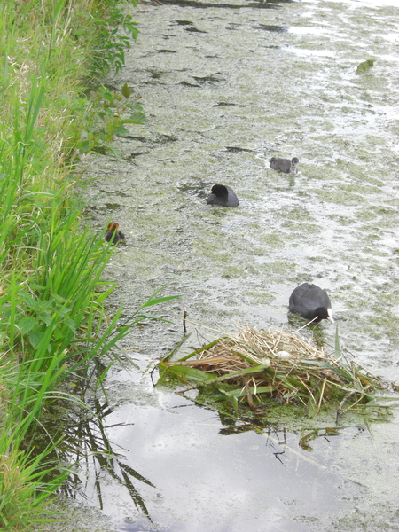 Meerkoet nest.jpg5