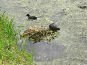 Meerkoet nest.jpg4