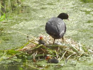 Meerkoet nest.jpg2