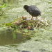 Meerkoet nest