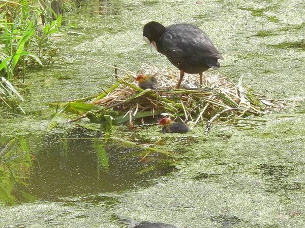 Meerkoet nest