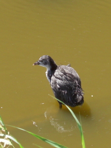 jonge meerkoet