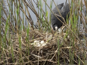 Nest Meerkoet