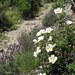 2008 Santiago  075