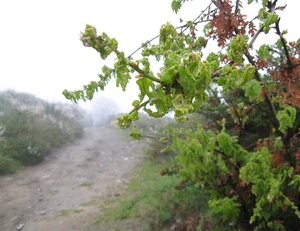 2008 Santiago  132