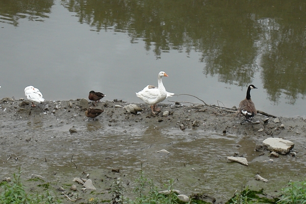 Merelbeke spook gemeente 077