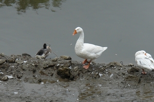Merelbeke spook gemeente 079