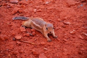 Chipmunk