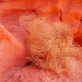D6%2520-%2520test-71
