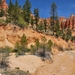 Bryce