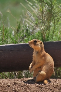prairiehondje