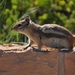 chipmunk