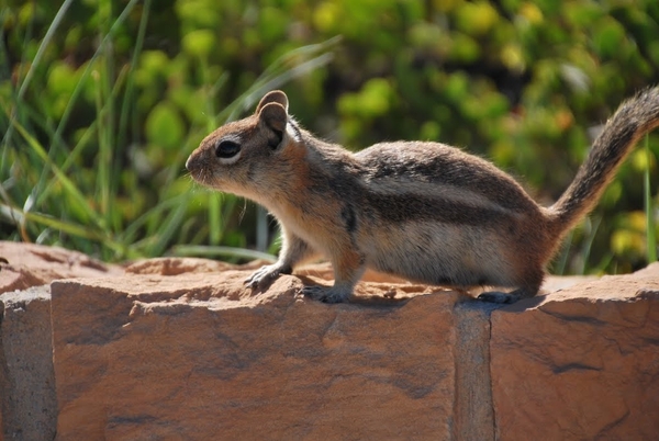 chipmunk
