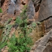 Zion