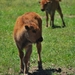 D9%2520-%2520test-63