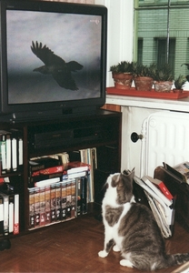 jep kijkt gefascineerd naar die vogel op de TV