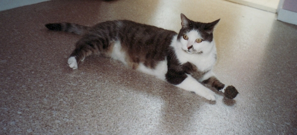 jep koestert zich in het late zonlicht