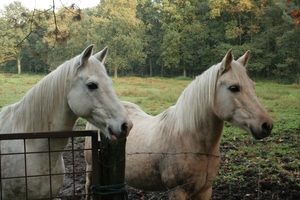 2 paardjes