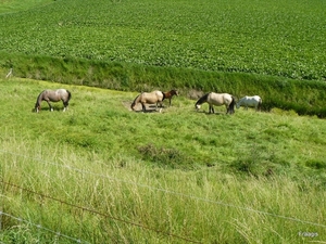 Schouwen -Duiveland 022