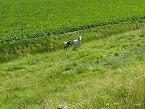 Schouwen -Duiveland 026