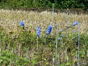 Schouwen -Duiveland 040