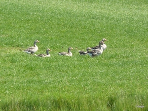 Schouwen -Duiveland 074