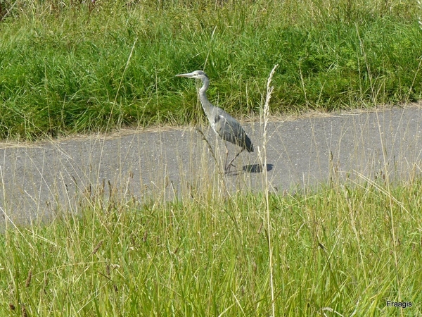 Schouwen -Duiveland 077