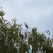 DE REIGER ACHTER ONZE TUIN