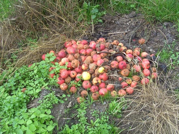 20110806.GrammeneGottem 030 RotteAppels