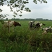 20110806.GrammeneGottem 038