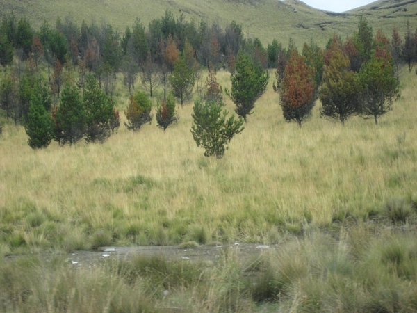 ecuador 162