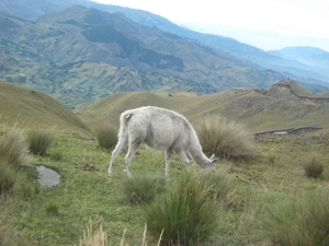 ecuador 164