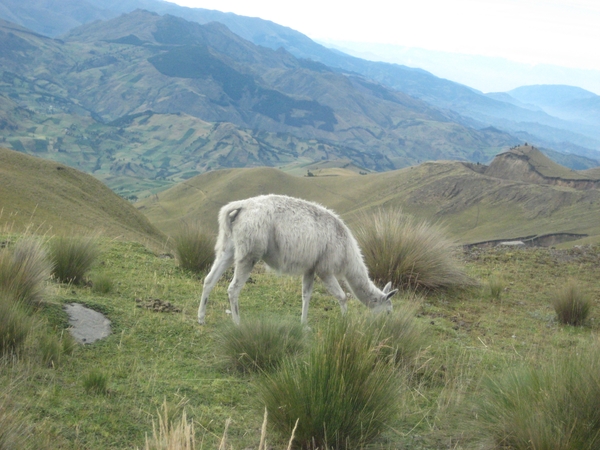 ecuador 164