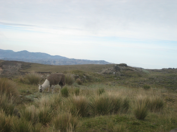 ecuador 165