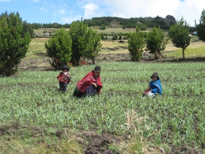 ecuador 268