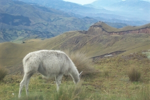 ecuador 175