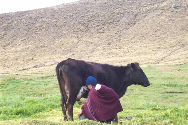 ecuador 196