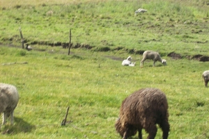 ecuador 223