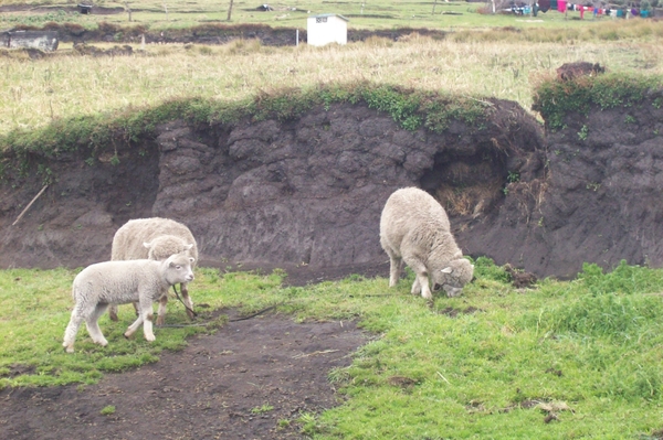 ecuador 244