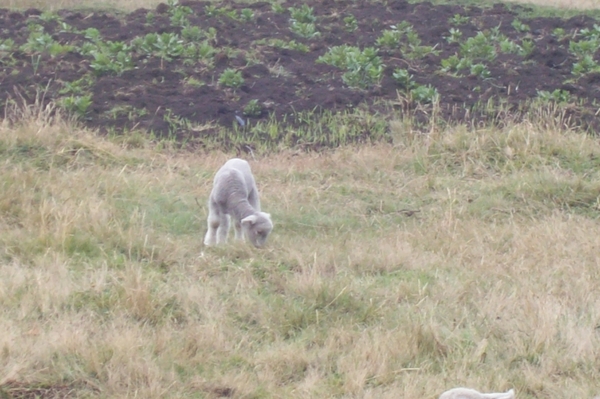 ecuador 249