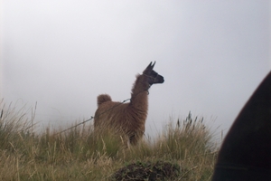 ecuador 303