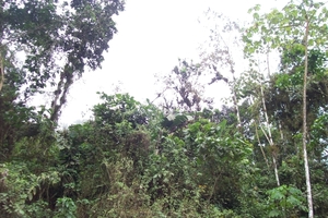 ecuador 335