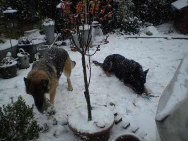 tuin sneeuw