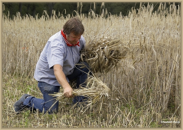 sized_sized_DSC31540a opbinden van het graan