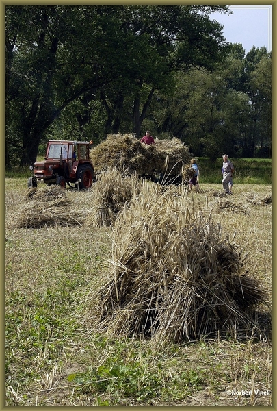 sized_sized_DSC31652a binnehalen oogst