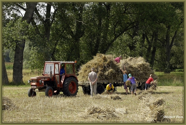 sized_sized_DSC31653a binnehalen oogst