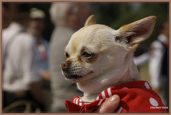 sized_sized_DSC31658a hondje van mevrouw