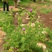 DSCN4784