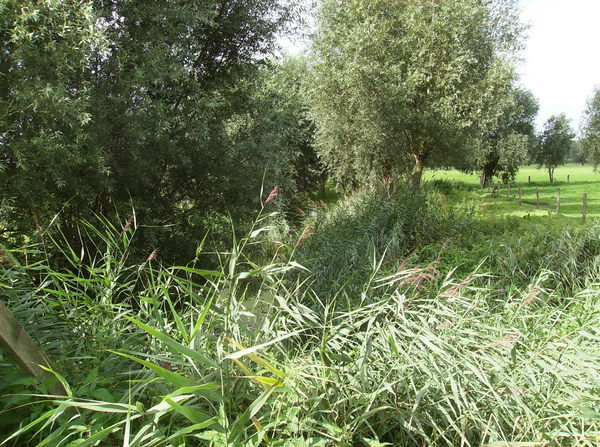 Vinderhoute Augustus 2011 016